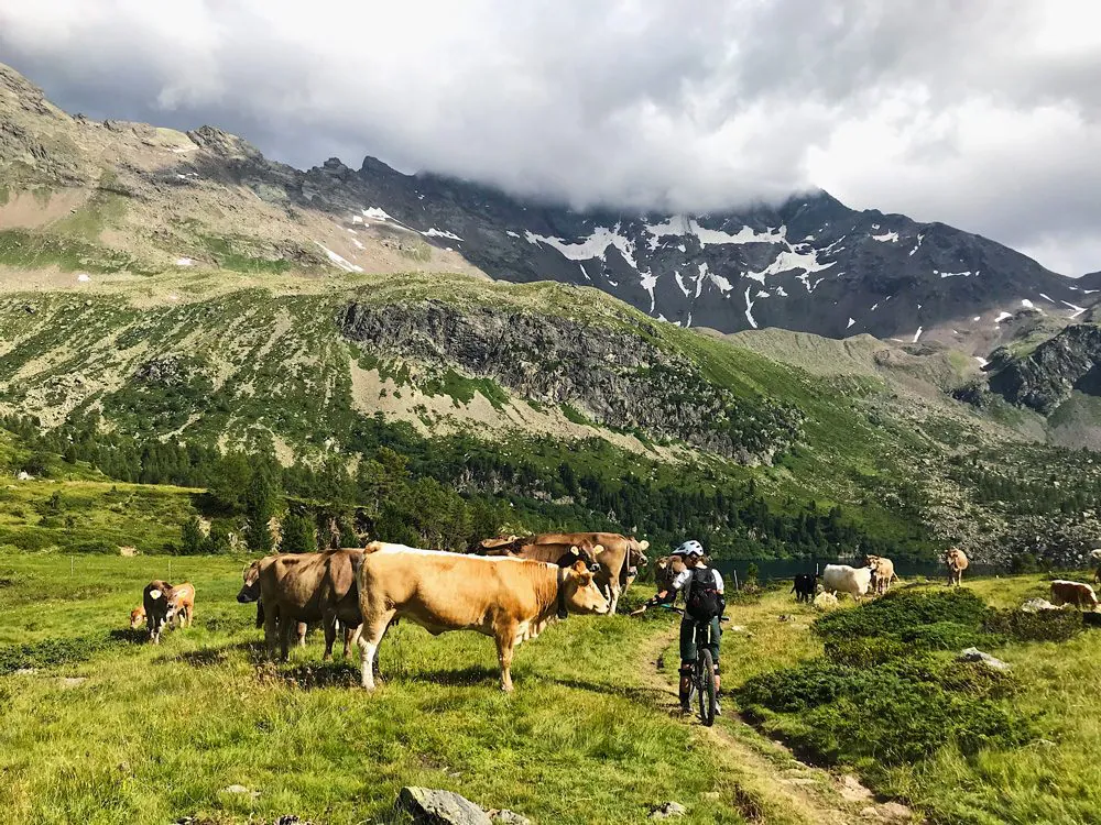 Mountainbikerin in den Bergen mit Kühen