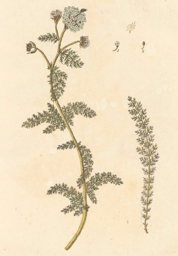 schafgarbe