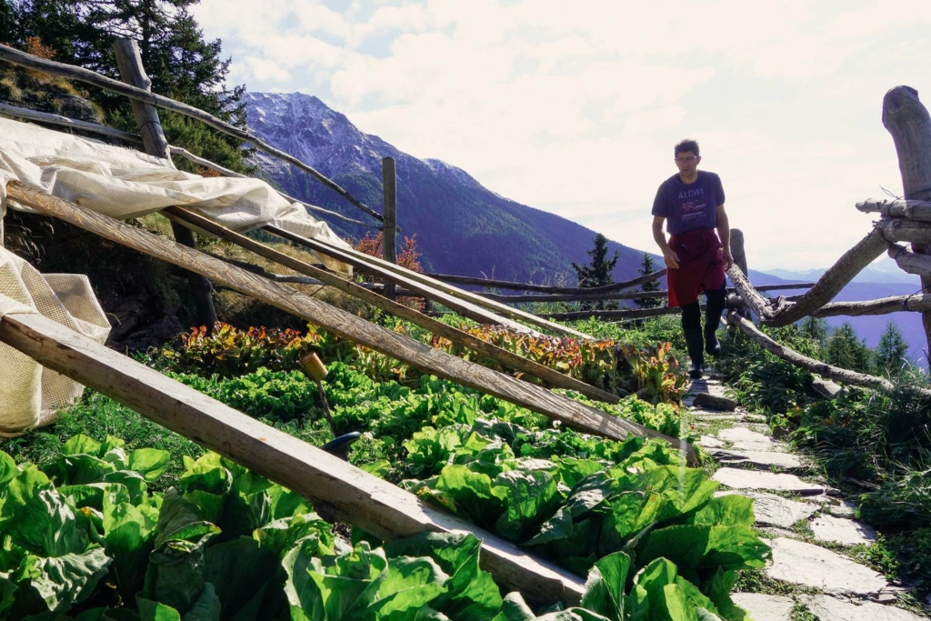 Gemuese-Garten-Valposchiavo Salatanbau im Valposchiavo